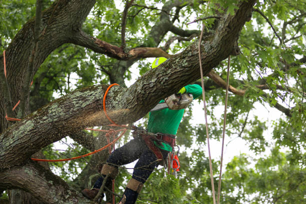 Best Emergency Tree Removal  in West Milwaukee, WI