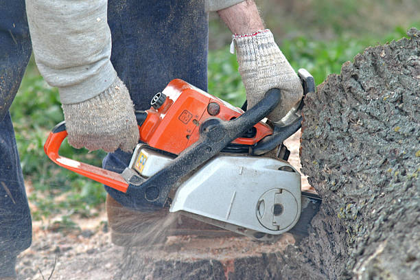 How Our Tree Care Process Works  in  West Milwaukee, WI